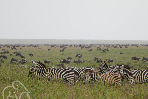 migratie van ontelbare aantallen zebra's en gnoes op de groene vlaktes van de serengeti