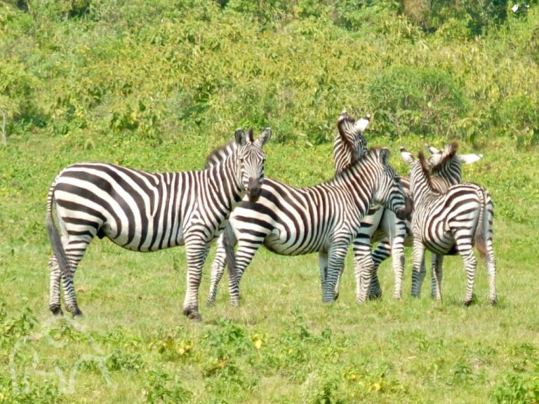 vier zebra's in het groene gras