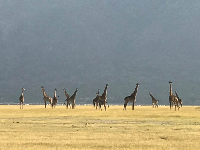 grote groep giraffen aan de horizon bij lake manyara tanzania