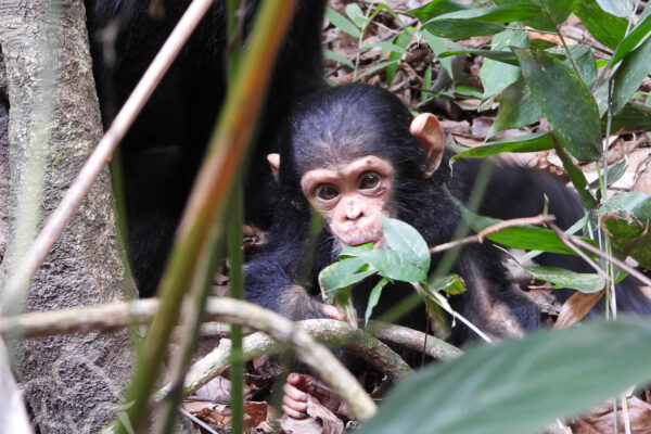 nieuwsgierige kleine chimpansee op de grond tussen struiken in Mahale tanzania