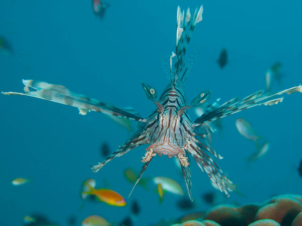 bijzondere stervormige vis met allerlei blauwe tentakels donker blauwe strepen gespot tijdens het duiken bij pemba eiland