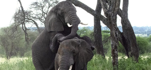 Parende olifanten in lake Manyara