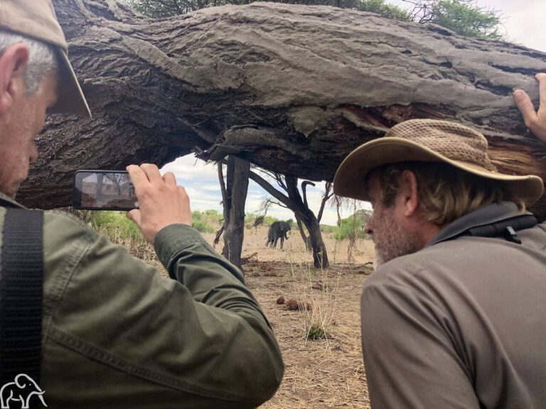 twee mannen vanachter een boom kijkend naar de olifanten tijdens een wandeling in ruaha met molly