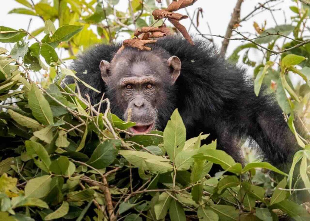 grote chimpansee die je recht aankijkt tussen de bladeren vanuit een boom chimp tracking tanzania
