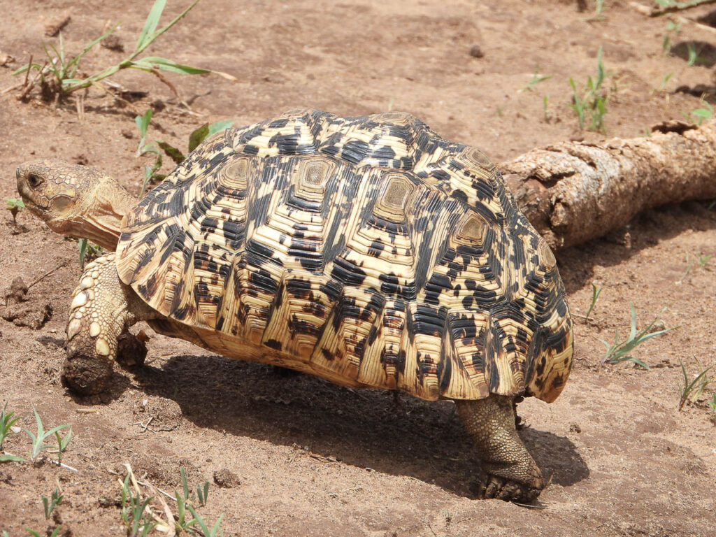 close up van luipaard schildpad lopend over de weg in serengeti national park tanzania