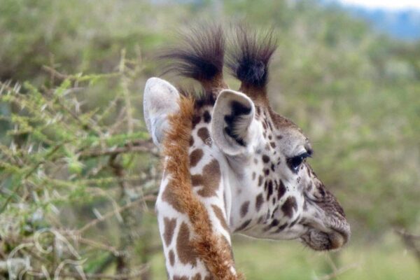 close up van een giraffe hoofd met twee grappige haarpluimpjes op zijn hoofd