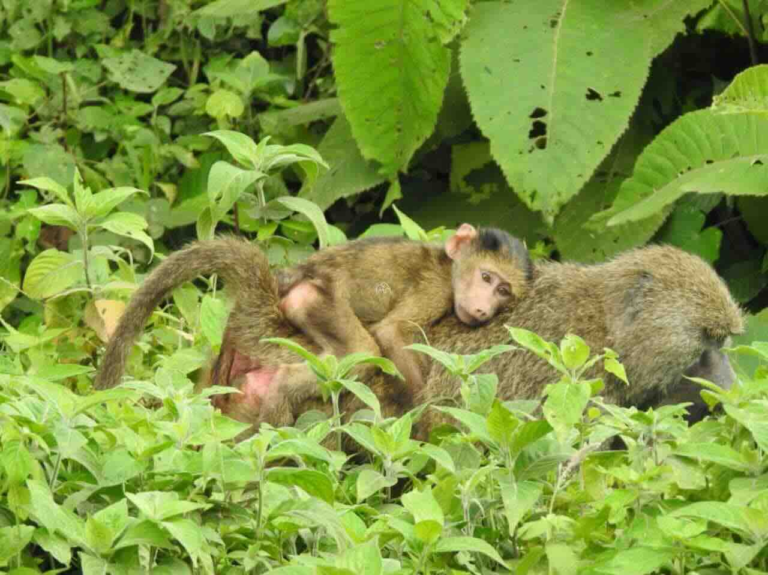 baviaan lopend met kind op de rug bij lake manyara tanzania