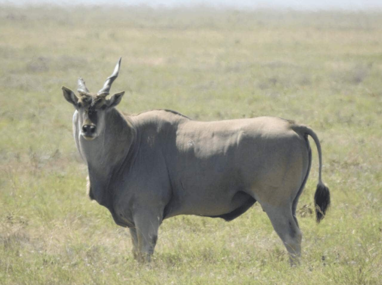 close up van een eland die ons aankijkt op de serengeti tanzania