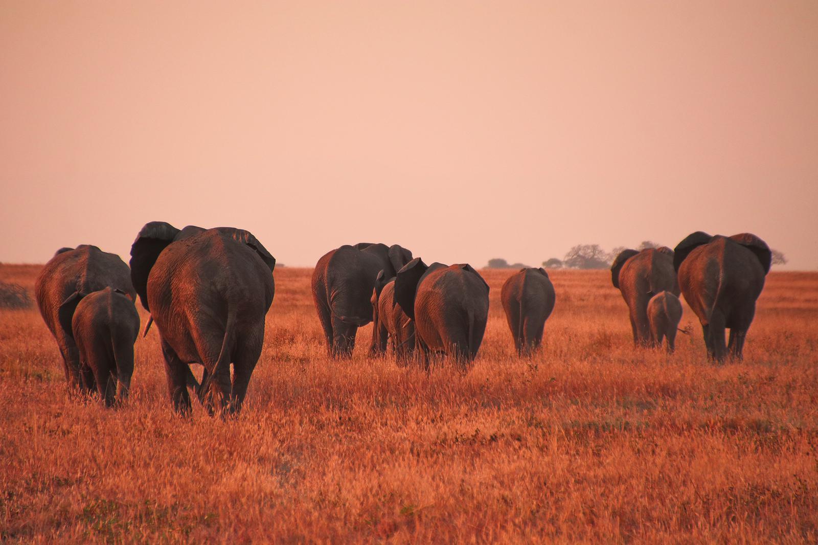 zonsondergang met oranje gloed grote groep olifanten lopend door het oranje gras van de serengeti tanzania