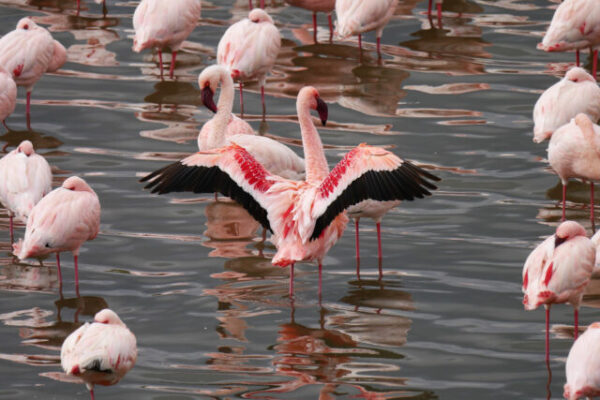 groepje flamingo's in het water bij lake manyara tanzania