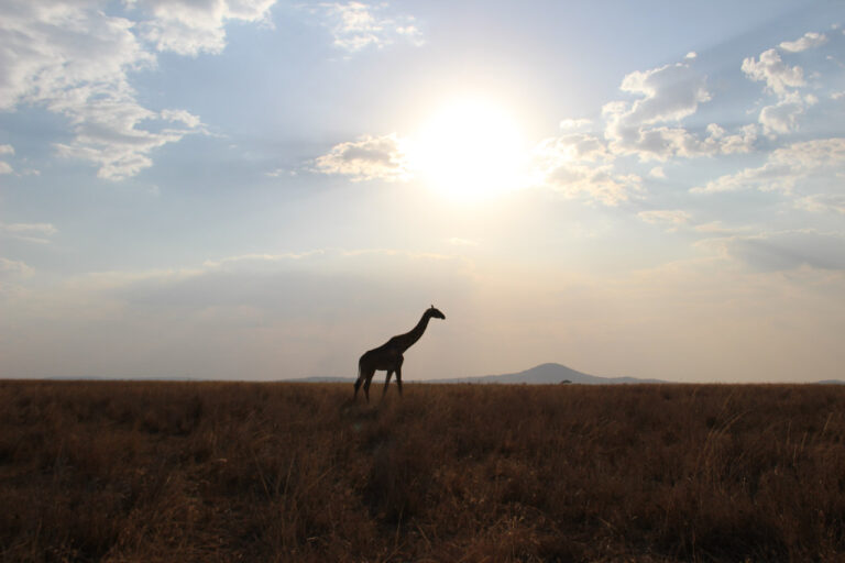 giraf met tegenlicht op de serengeti tanzania