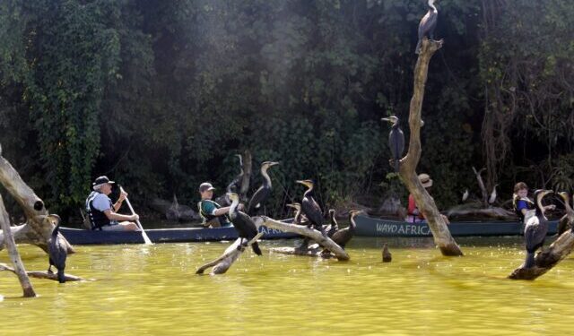 activiteit familie in een verschillende kano's op lake duluti tanzania