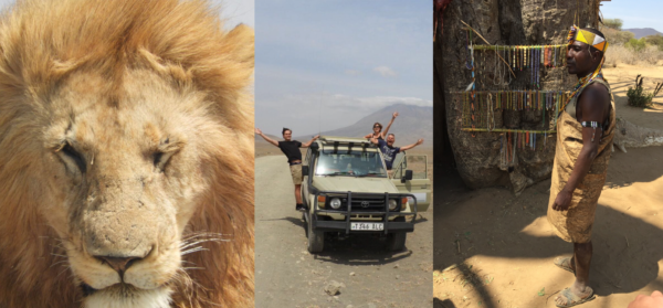 overzicht van een mannetjesleeuw met gouden manen safari auto met familie handen in de lucht masai bij lake natron safari voor 3 tanzania