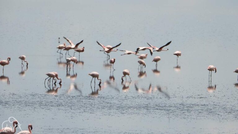 Zwerm flamingo's die boven het water vliegen