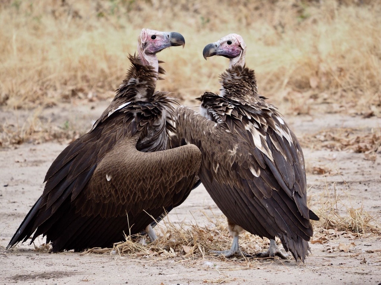 twee grote aasgieren die elkaar aankijken tanzania