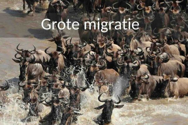 Grote migratie Tanzania. Rondreis per vliegtuig. Grote groep overstekende gnoes op de Mara rivier met veel spetterend water