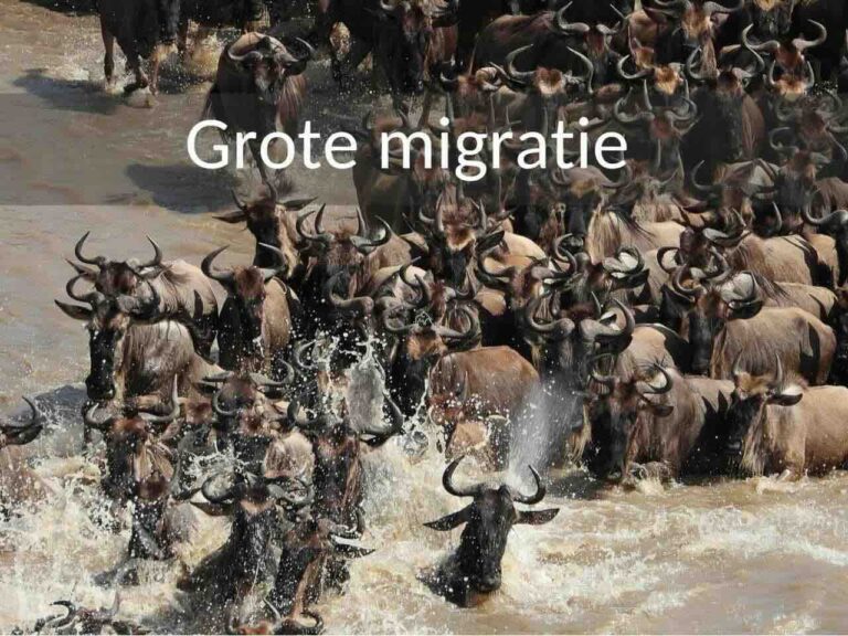 Grote migratie Tanzania. Rondreis per vliegtuig. Grote groep overstekende gnoes op de Mara rivier met veel spetterend water