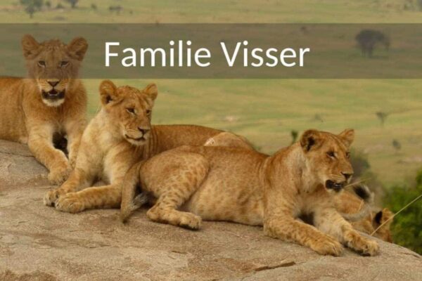 17 daagse rondreis door Tanzania en Zanzibar van familie Visser met oudere kinderen. Er liggen leeuwen welpjes en een volwassen leeuwin op een kopje in de Serengeti