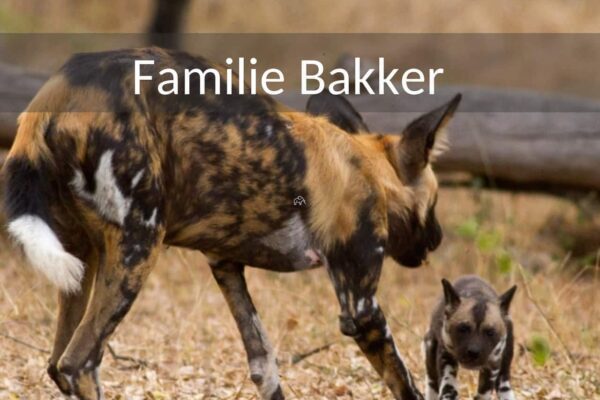 Safari rondreis Tanzania 13 dagen familie Bakker. Wilde hond gevlekt met zwart en wit en bruin met pupies. Ze zijn zeldzaam geworden maar je kan ze met wat geluk nog spotten tijdens deze safari rondreis