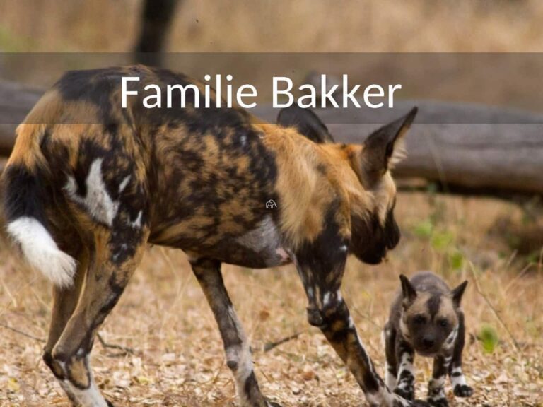 Safari rondreis Tanzania 13 dagen familie Bakker. Wilde hond gevlekt met zwart en wit en bruin met pupies. Ze zijn zeldzaam geworden maar je kan ze met wat geluk nog spotten tijdens deze safari rondreis