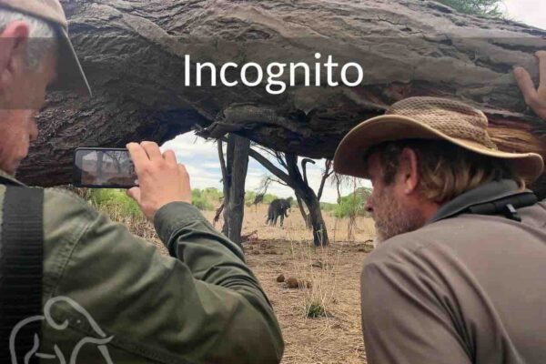 twee mensen die staand van achter een boomstam naar een olifant kijken. Tijdens een wandelsafari in Ruaha