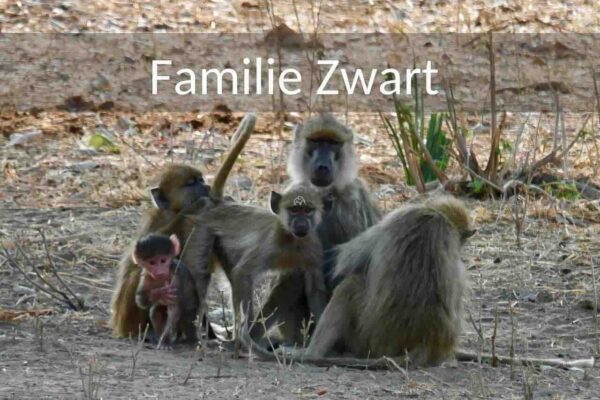 Safari Tanzania 25 dagen van de familie Zwart met jonge kinderen. Ze reizen rond door het noorden van Tanzania naar de minder bezochte parken. In een van de parken die ze bezoeken zien we een groepje bavianen op de grond die elkaar vlooien.