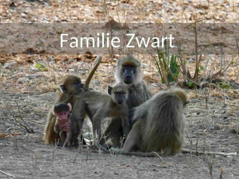 Safari Tanzania 25 dagen van de familie Zwart met jonge kinderen. Ze reizen rond door het noorden van Tanzania naar de minder bezochte parken. In een van de parken die ze bezoeken zien we een groepje bavianen op de grond die elkaar vlooien.