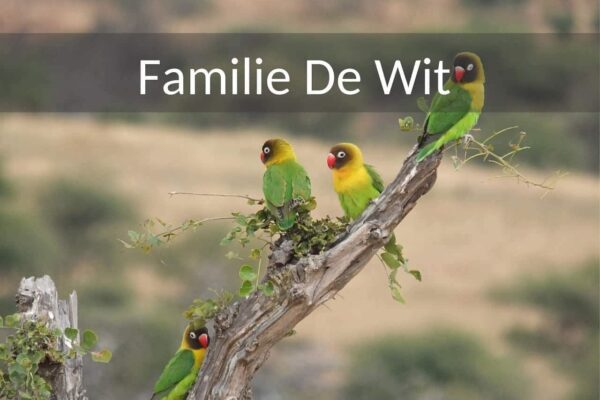 Safari Tanzania en Pemba eiland 18 dagen. Familie de Wit met jonge kinderen. Tijdens hun rondreis door Tanzania komen ze meerder black headed parrot tegen die op een tak zitten.