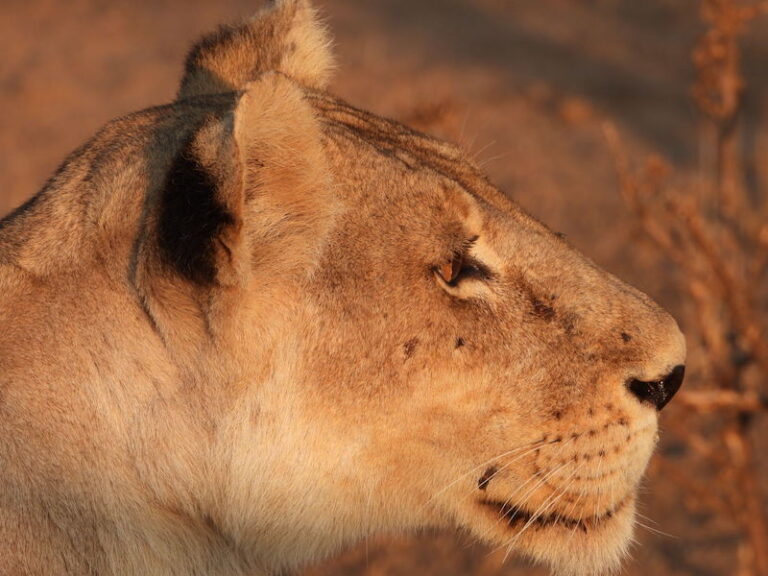 leeuw in ruaha national park