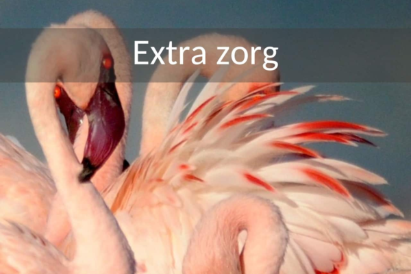 Safari reizen voor mensen met extra zorg. Roze flamingo's van dichtbij met een gekromde nek en rode snavel.