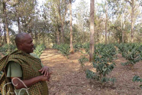 koffieplantage waar een coffee tour wordt gehouden