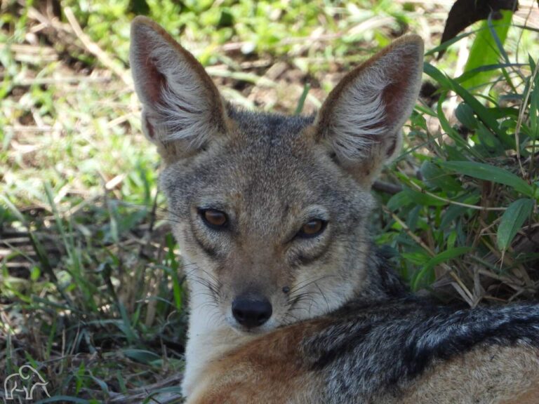 closup van de kop van een jakhals die je rechtaankijkt