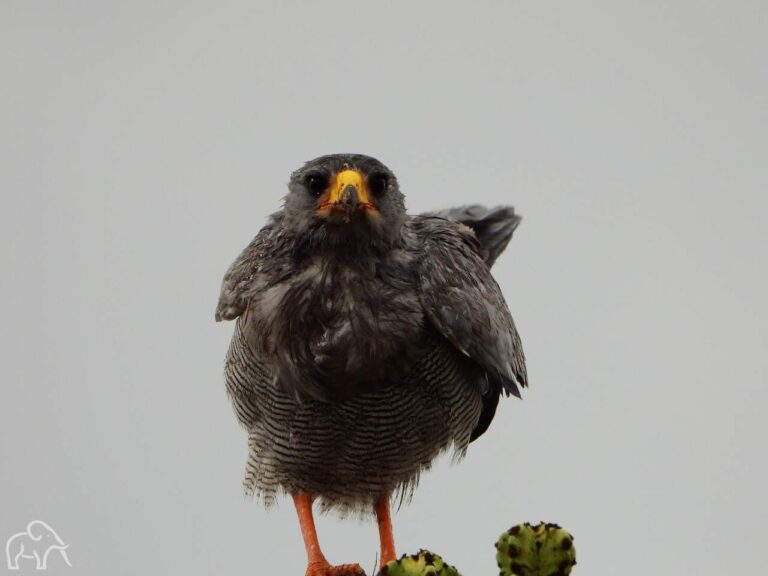 Mooie zwarte vogel die je recht aankijkt