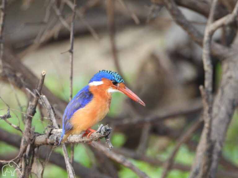 Mooie gekleurde kingfisher zittend op een tak. De lange rode snavel en oranje gekleurde borst en blauwe rug