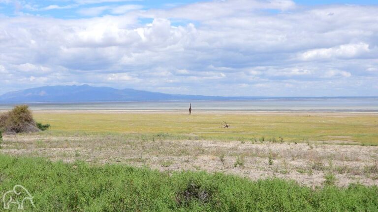 Lanschap met uitgestrekte vlaktes waar een eenzame giraf in staat
