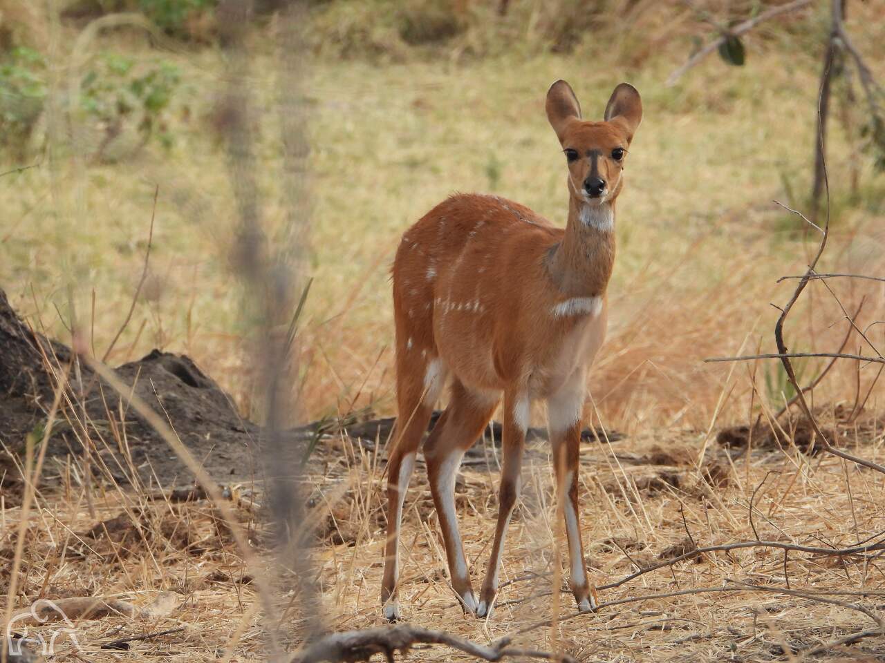 Mooie bruine kleine antiloop die je aankijkt staand in het dorre gras. Bushbuck