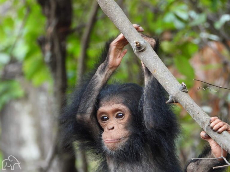 kleine chimpansee die hangt aan een tak en voor zich uit kijkt