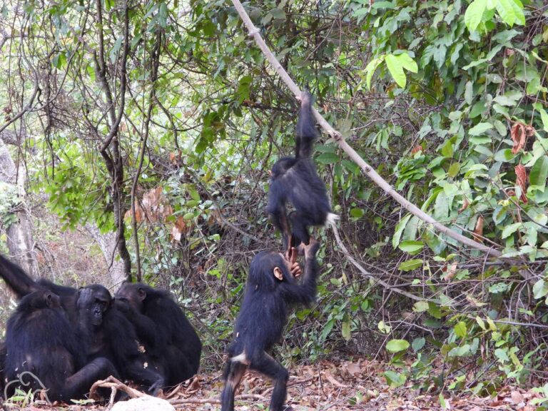 chimpansees groep op de grond elkaar aan het vlooien en twee kleintje waarvan een hangt aan een tak en de ander aan zijn pootje trekt