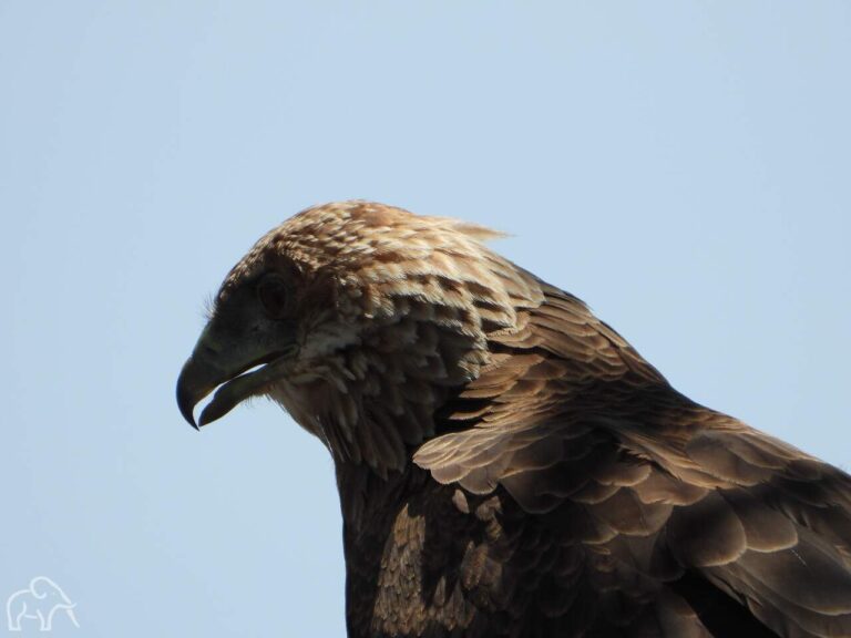 Close up van een roofvogels