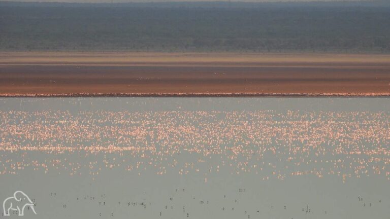 Een roze gloed over Lake Manyara door alle flamingo's