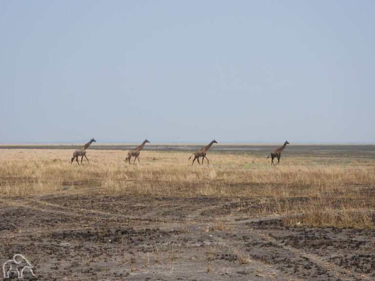 vier giraffes op een rijtje lopend door het gele gras op de vlaktes van Katavi