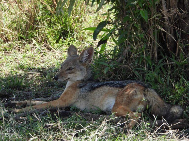 jakhals ligt op de grond in de schaduw en kijkt geconcentreerd naar links