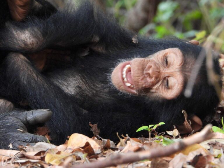 chimpansee kleintje ingezoomd liggend op de grond die lijkt te lachten