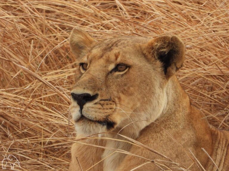 Kop van een leeuwin die gefocusted voor zich kijkt
