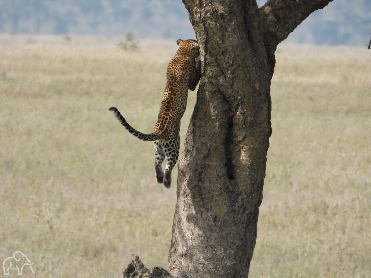 luipaard die in de boom klimt. met zijn voorpoten hangt ie in de boom de achterpoten hangen vrij