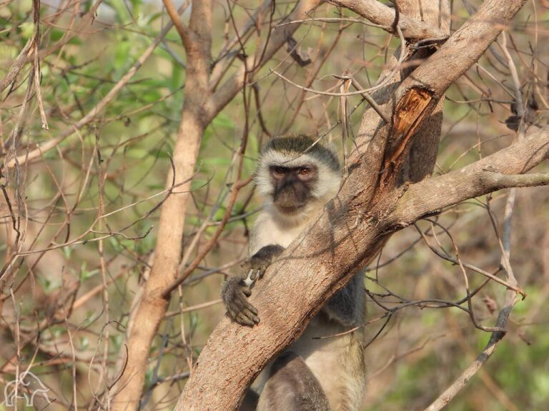 Rondreis Tanzania. Black velvet aapje in de boom die je een beetje boos aankijkt