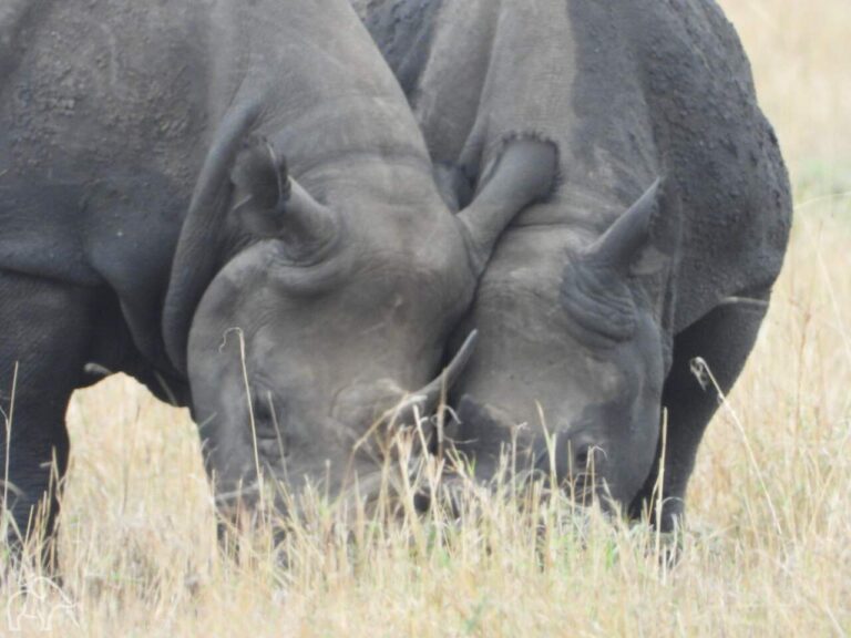 Twee koppen van neushoorns dicht tegen elkaar aan op de Serengeti