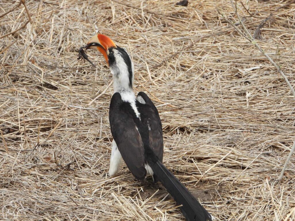 Hornbill op de grond met een hagedis in zijn bek