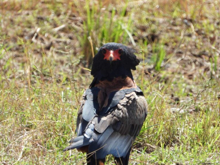 een zwarte vogel die je aankijkt. Zijn kop is rood en hij staat in het gras bij lake Manyara