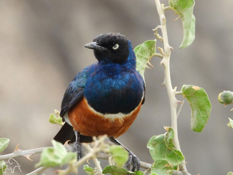 Closup van een Superb Starling -Prachtglansspreeuwl zittend op een tak. De kop van deze vogel is zwart met een kleine snavel een blauwe nek en vleugels en met een oranje buik